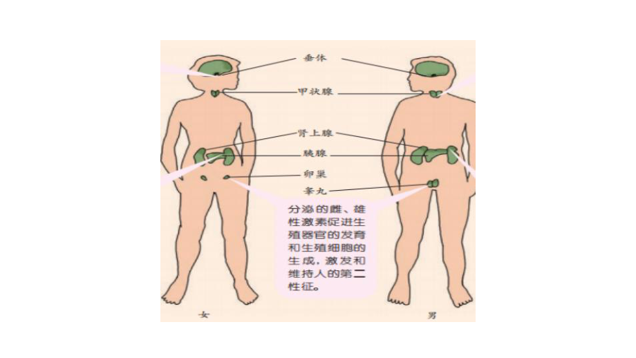 浙教版科学八年级上册-32人体的激素调节课件.pptx_第2页