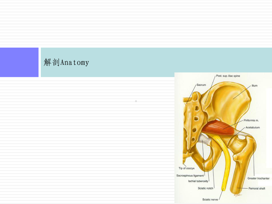 梨状肌综合征医学课件.pptx_第3页