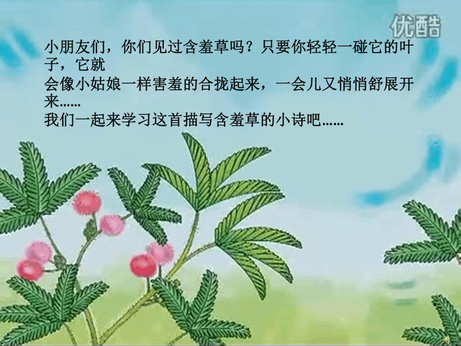 幼儿园优秀课件公开课-含羞草(幼儿园大班课件).ppt_第2页