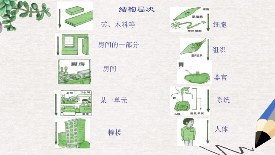 新人教版七年级生物上册第二单元第二章第三节植物体的结构层次课件1.ppt_第3页