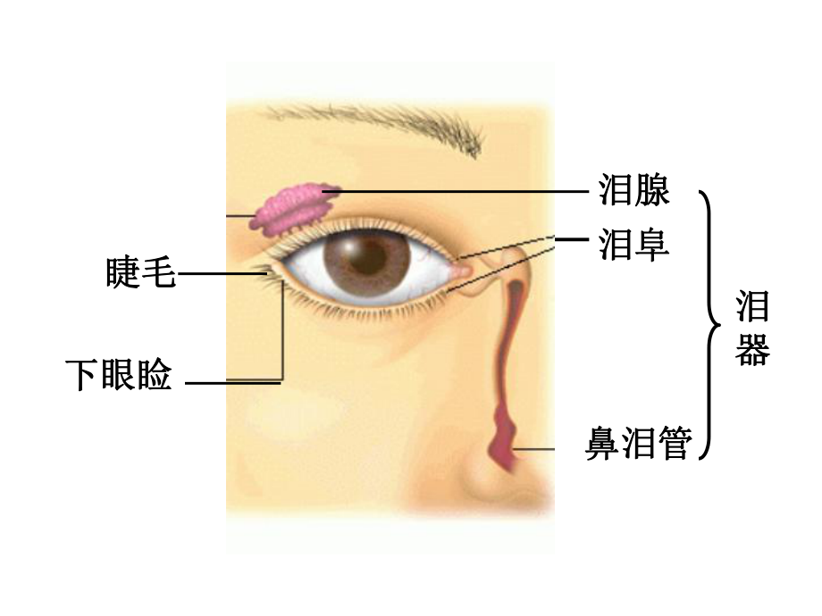 华东师大版八年级科学下册课件-第三章-第一节《眼与视觉》.ppt_第2页