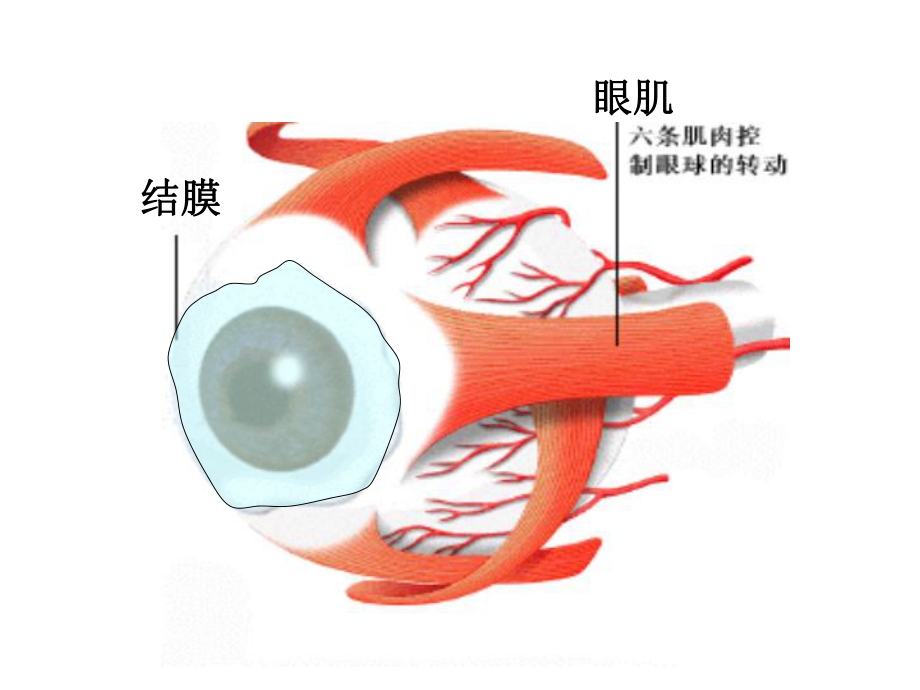 华东师大版八年级科学下册课件-第三章-第一节《眼与视觉》.ppt_第3页