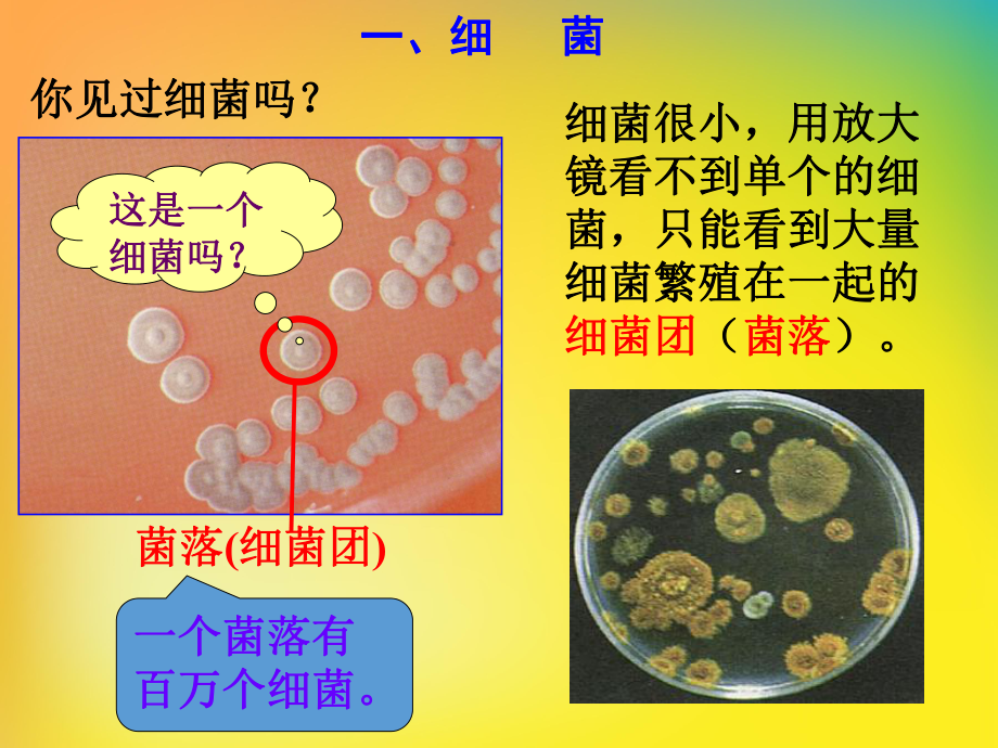 浙教版七年级科学下册-细菌和真菌的繁殖课件.ppt_第3页