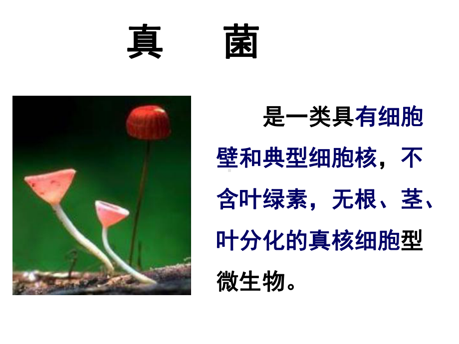 医学微生物学真菌总论课件.ppt_第2页