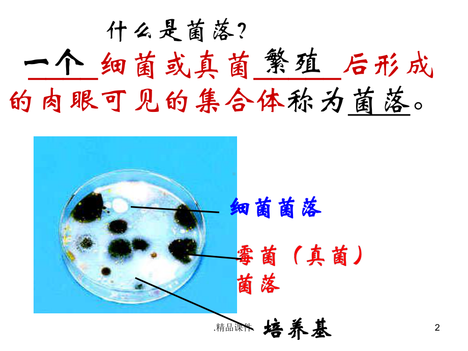 复习课件细菌、真菌、病毒(复习).ppt_第2页