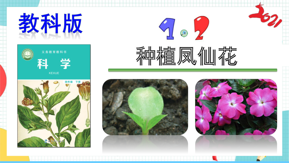 教科版科学四年级下册-12《种植凤仙花》课件(含练习).pptx_第1页