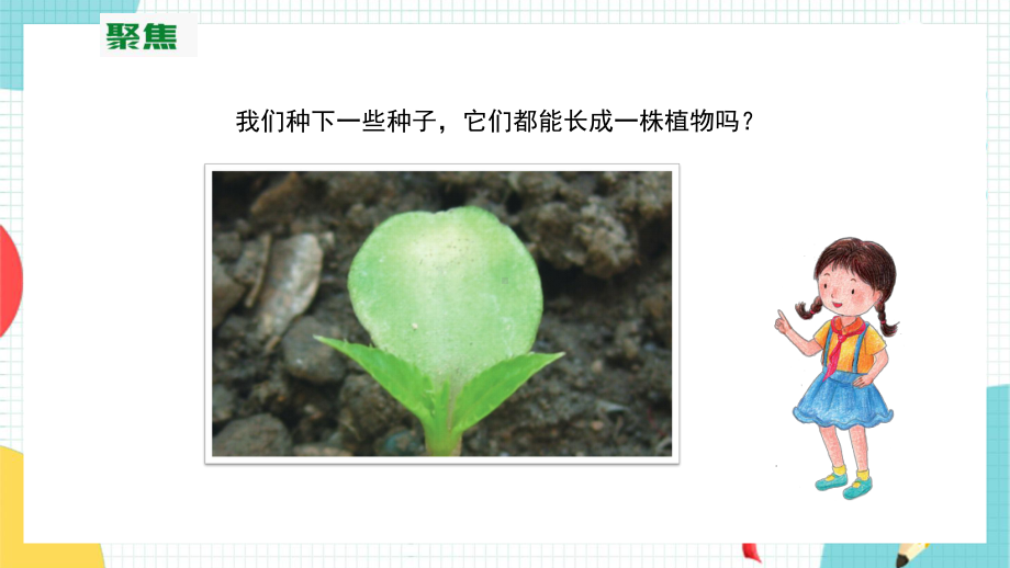 教科版科学四年级下册-12《种植凤仙花》课件(含练习).pptx_第3页