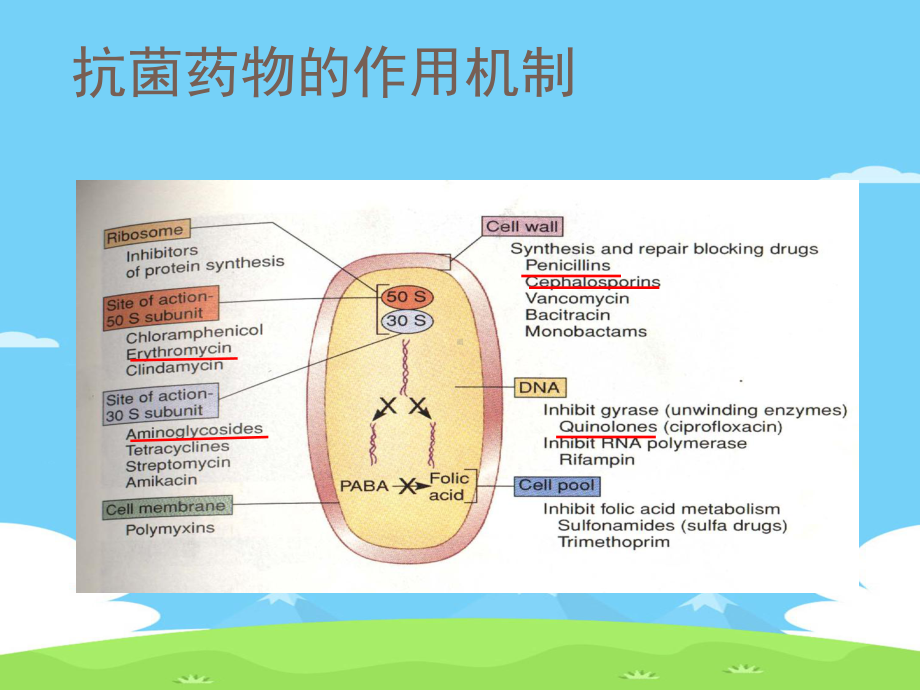 抗菌药物作用机制与常见不良反应精选推荐课件.ppt_第3页