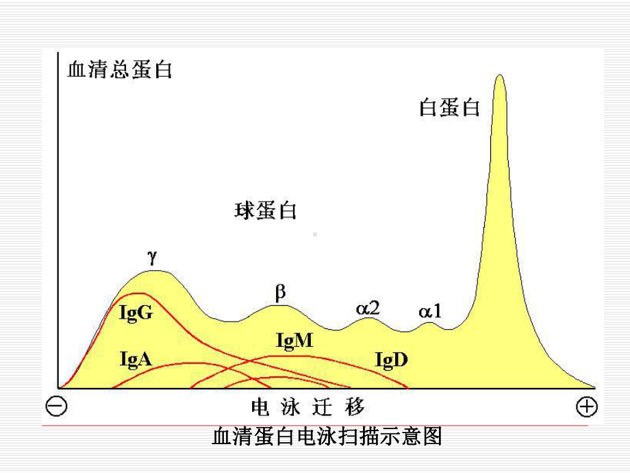 抗体、免疫球蛋白课件.ppt_第3页