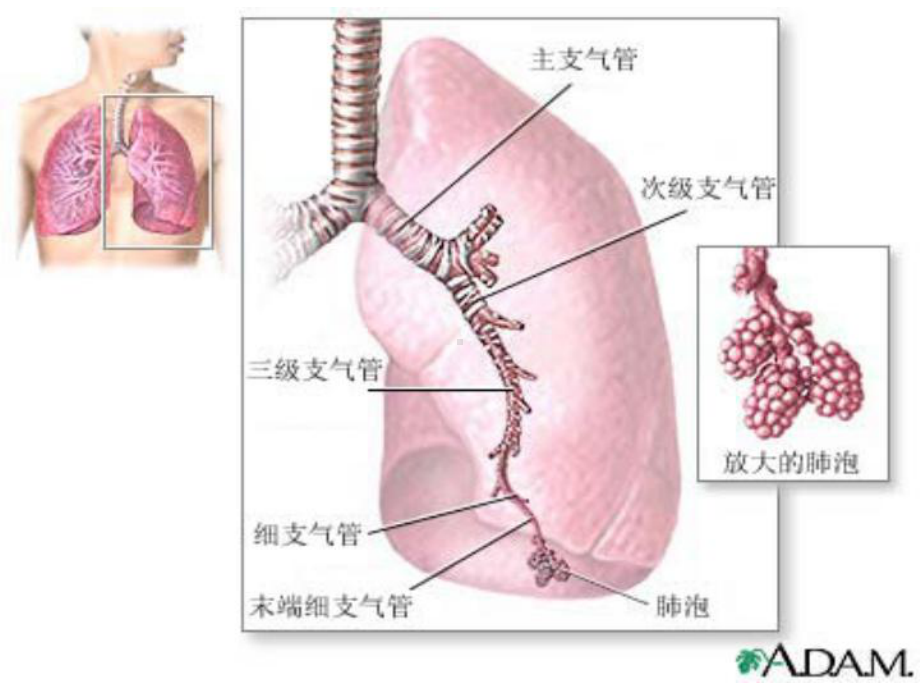 新生儿呼吸窘迫综合征的护理课件.ppt_第3页