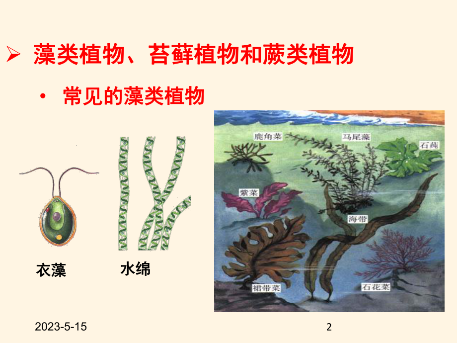 最新济南版七年级上册生物课件-211-绿色植物的主要类群.pptx_第2页