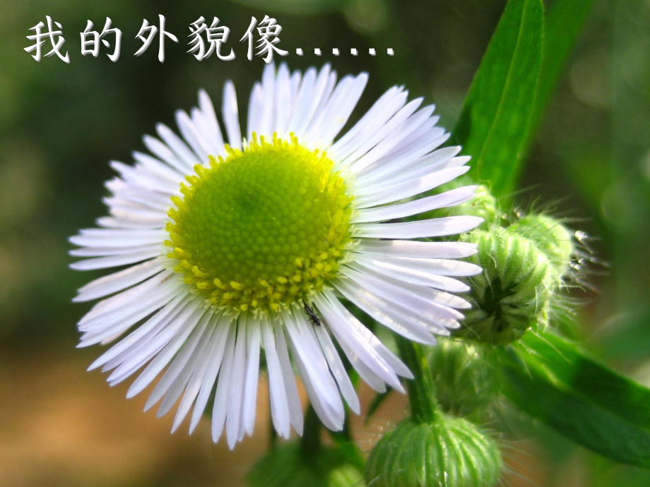 植物诗教学分享课件.ppt_第3页