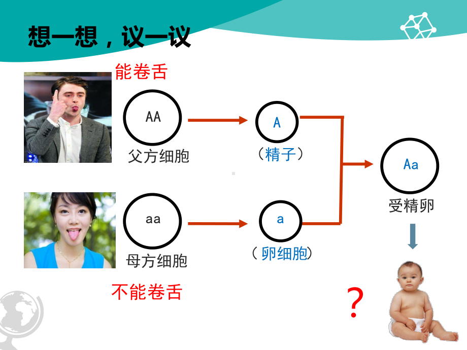 最新人教版八年级生物下册-《第二章-第三节-基因的显性和隐性》（市级优质课一等奖课件）.ppt_第3页