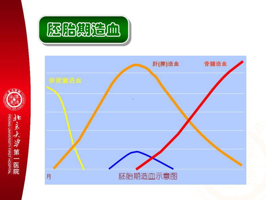 本科-造血特点-all-itp-b课件.ppt_第3页