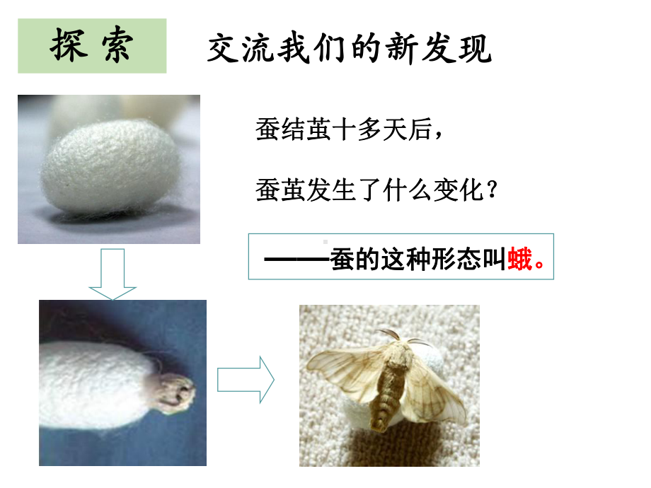 教科版三年级下册科学：《茧中钻出了蚕蛾》教学课件.ppt_第2页