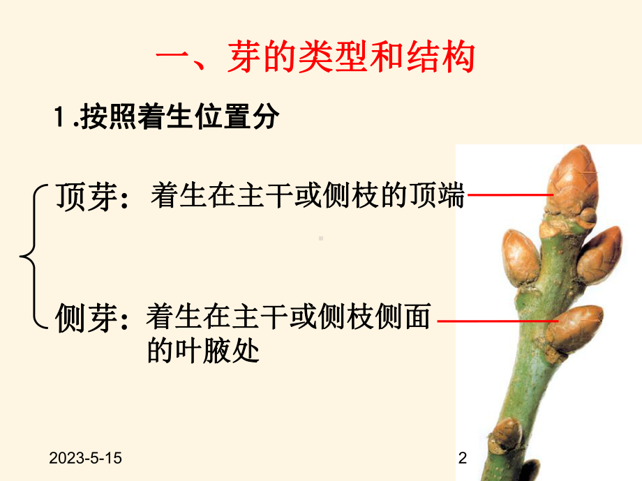 最新济南版八年级上册生物课件-416芽的类型和发育.ppt_第2页