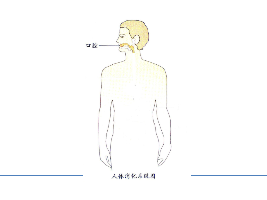 四年级上册科学课件一次奇妙的旅行大象版-.ppt_第2页