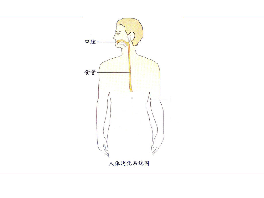 四年级上册科学课件一次奇妙的旅行大象版-.ppt_第3页