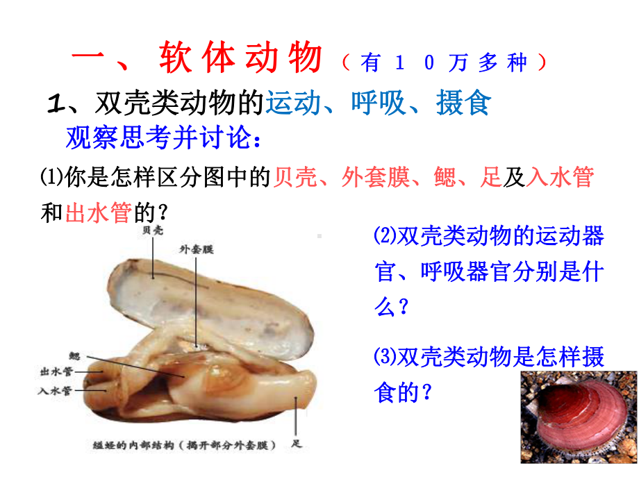 最新人教版八年级生物上册课件：3第三节-软体动物和节肢动物（备份1）.ppt_第2页