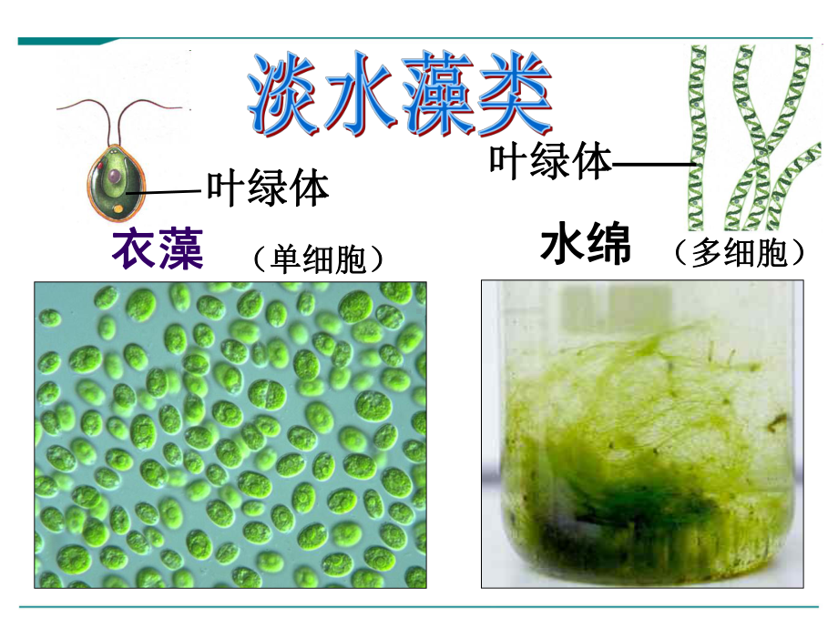 最新人教版七年级上册生物学《藻类、苔藓和蕨类植物》优秀课件.ppt_第3页