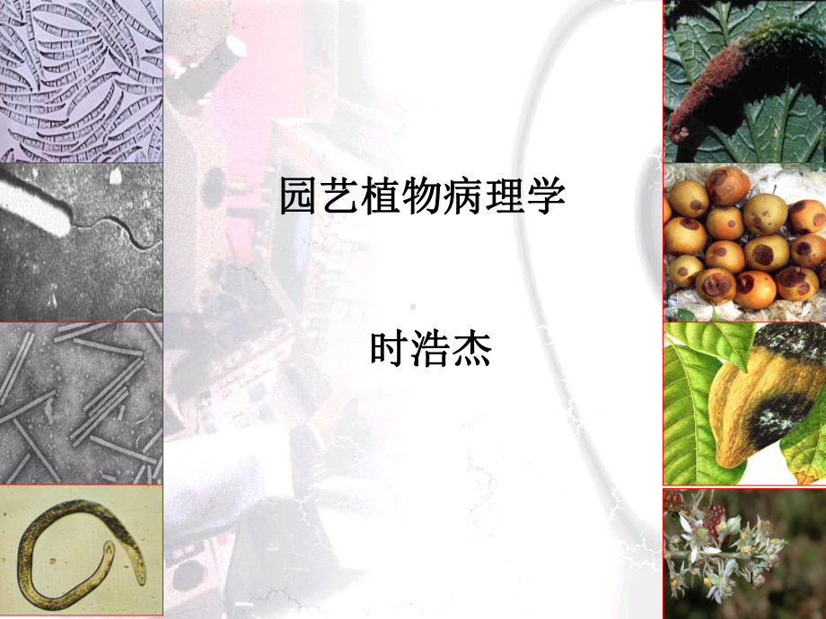 植物病原物：细菌课件.ppt_第1页