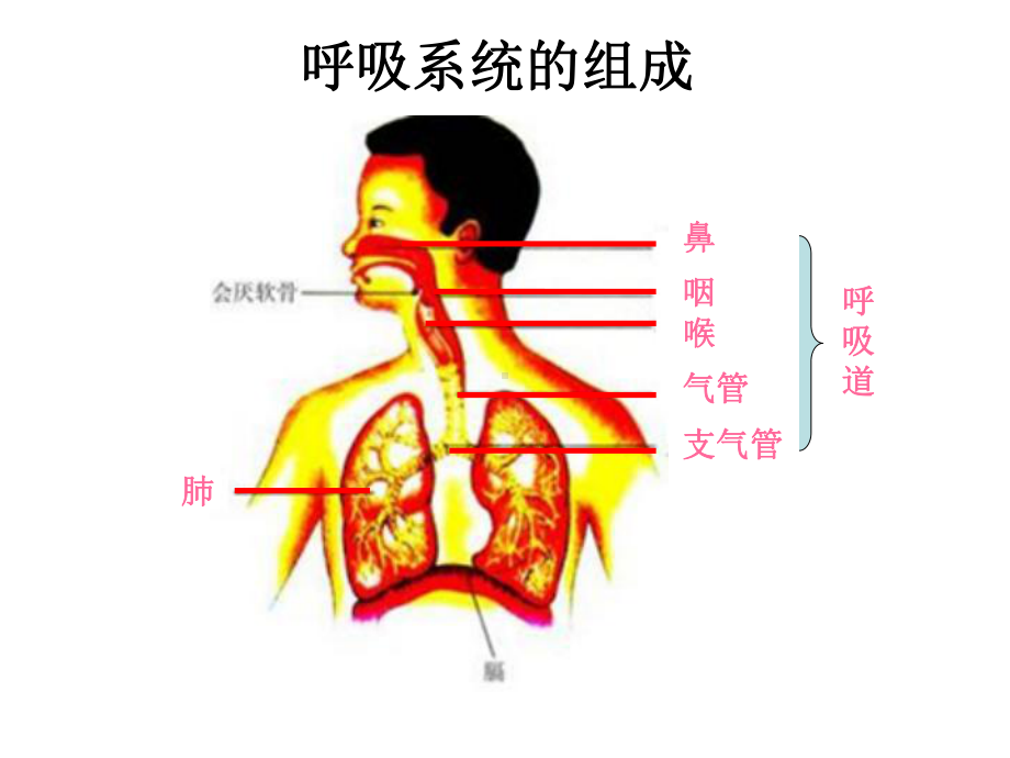 呼吸道对空气的处理(公开课)课件.ppt_第3页