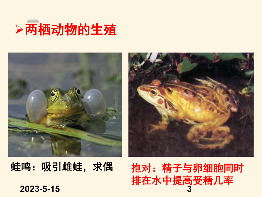 最新济南版八年级上册生物课件-422-两栖动物的生殖和发育.ppt_第3页