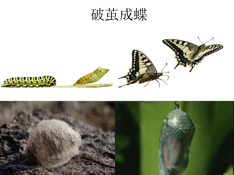 永久的生命（公开课教学课件）.ppt_第2页