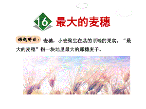 最大的麦穗课件6下苏教版.ppt