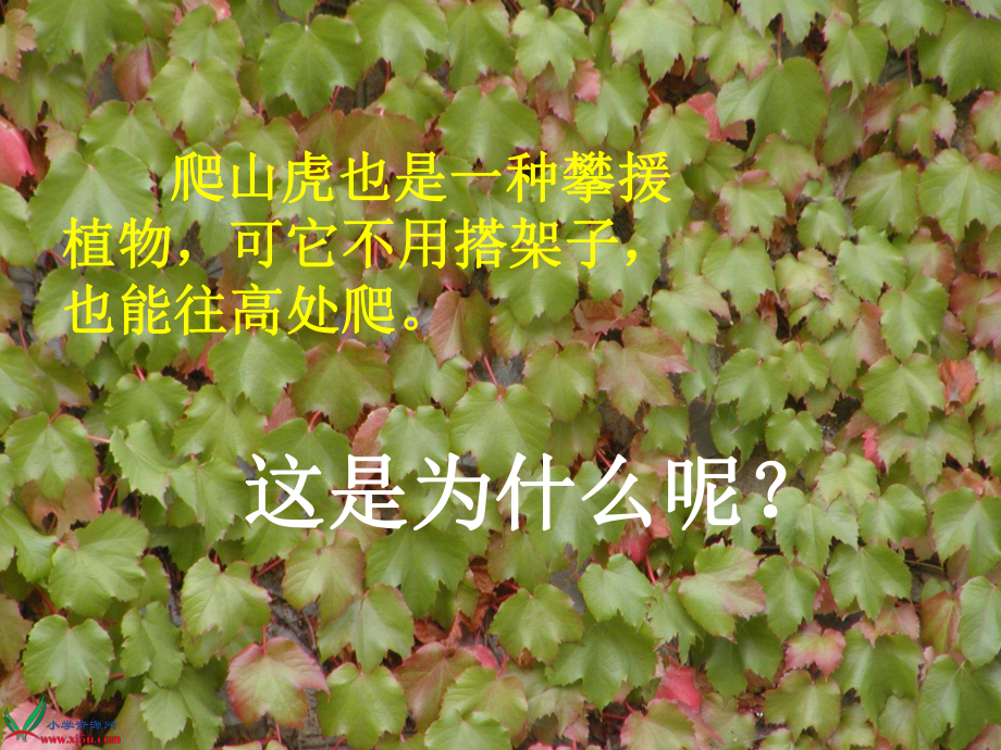 爬山虎的脚公开课精致课件.ppt_第2页