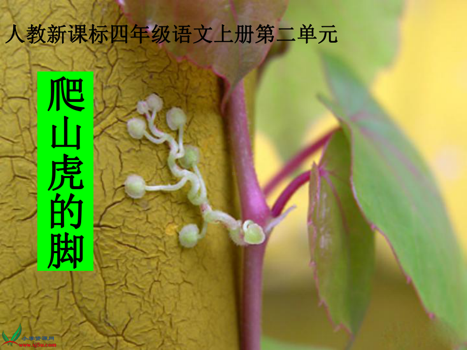 爬山虎的脚公开课精致课件.ppt_第3页