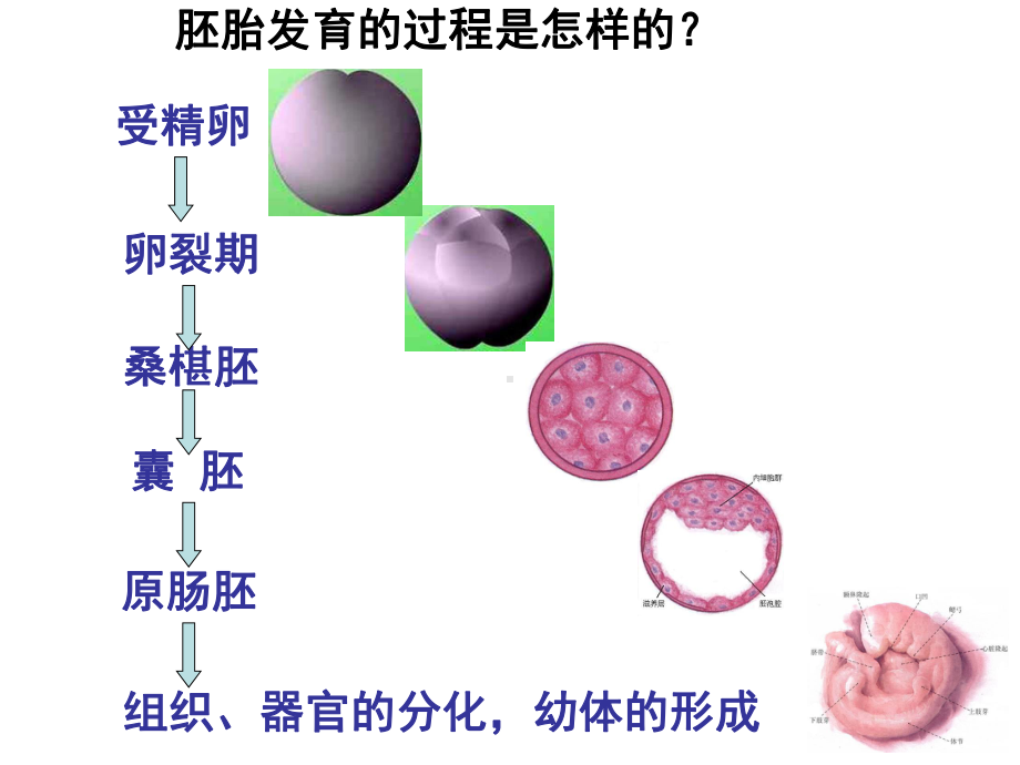 哺乳动物胚胎发育过程课件.ppt_第3页