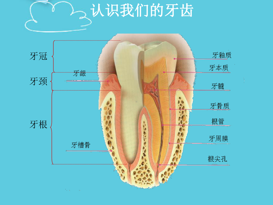 爱牙日健康教育课件.ppt_第1页