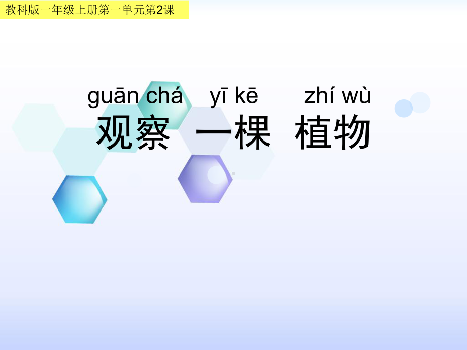 最新教科版一年级科学1-2观察一棵植物整理版课件.ppt_第1页