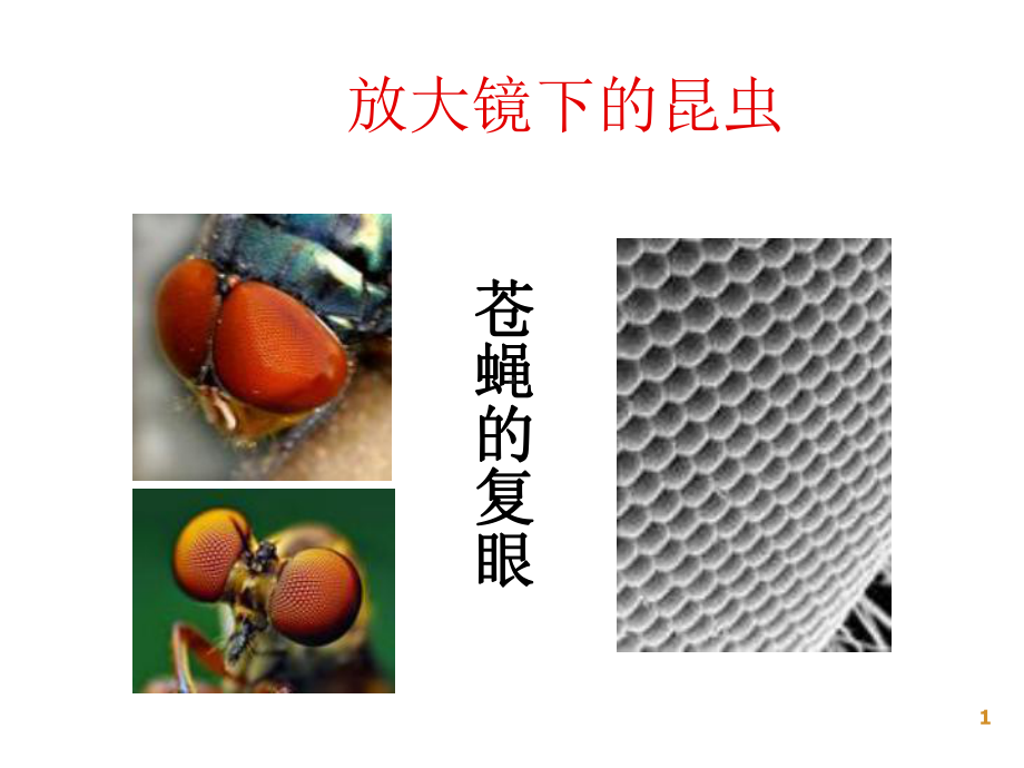 教科版六年级-放大镜下的昆虫世界课件.ppt_第1页