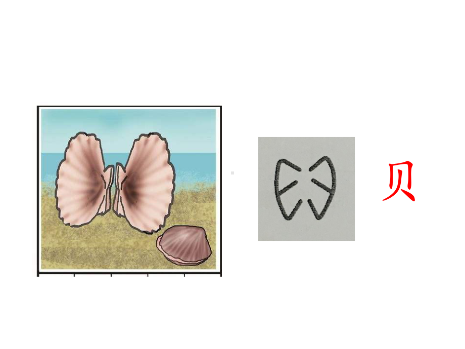 最新部编版二年级语文下册课件：《贝的故事》.pptx_第2页