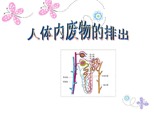 济南版七下生物第四章《人体内废物的排出》复习课件.ppt