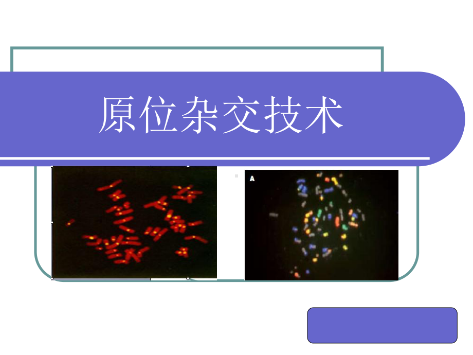 原位杂交技术教学课件.ppt_第1页