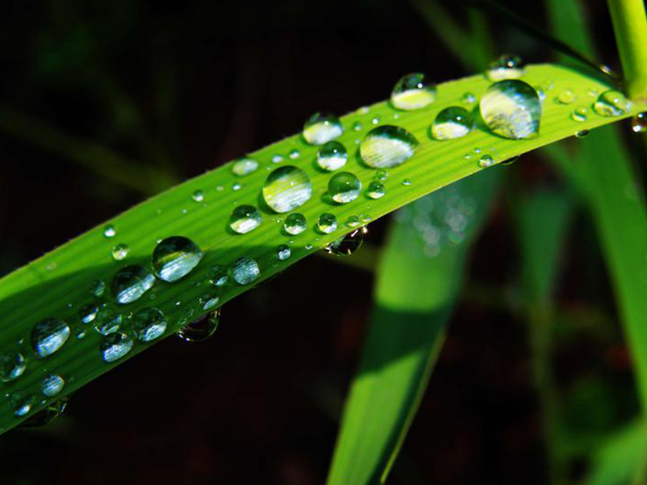 欣欣幼儿园大班散文《雨中的树林》课件.ppt_第3页