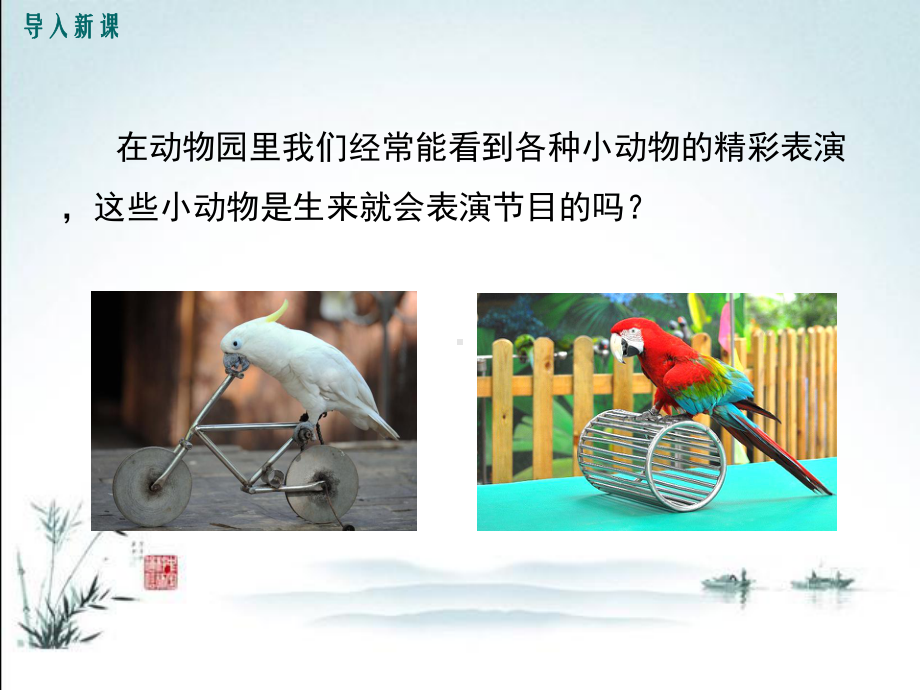 北师大版八年级上册生物(第16章-动物的行为)教学课件.ppt_第3页