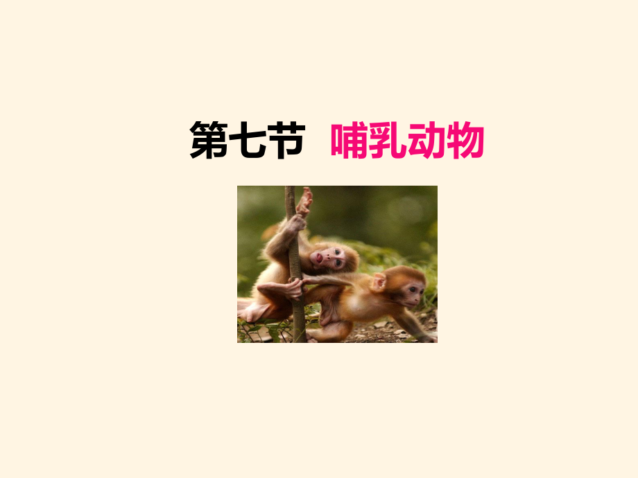 最新人教版八年级上册生物课件-517哺乳动物.ppt_第1页