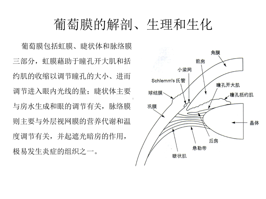 医普眼科课件眼科7葡萄膜炎.pptx_第2页