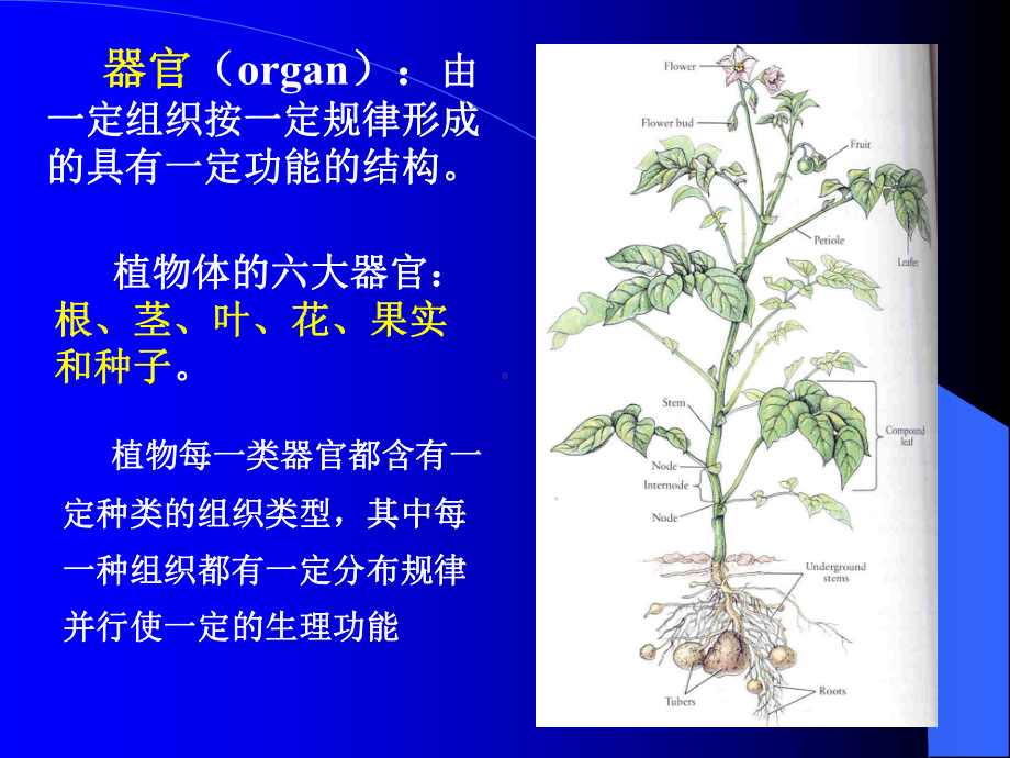 植物生物学-课件-12植物组织.ppt_第3页