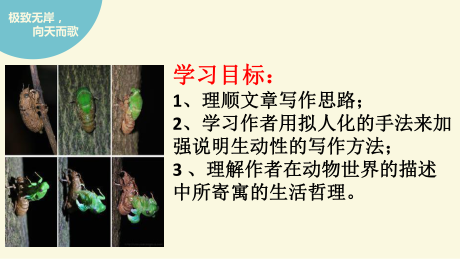 法布尔《蝉》上课课件1.ppt_第2页