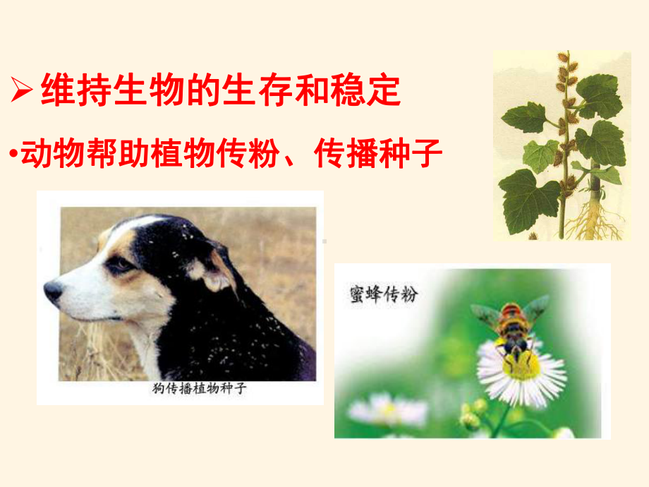 最新济南版七年级上册生物课件-225-动物在生物圈中的作用.ppt_第3页