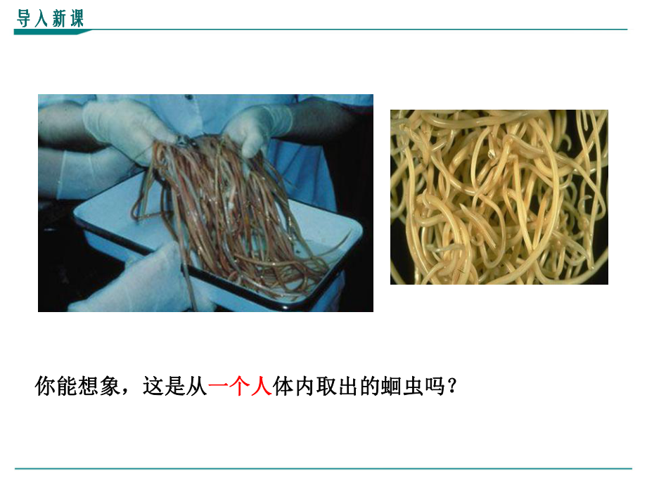 最新人教版八年级上册生物学《线形动物和环节动物》优秀课件.ppt_第2页