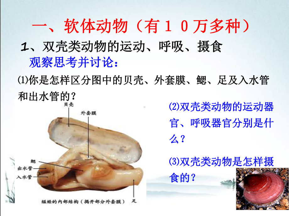 新人教版八年级上册生物课件(第三节-软体动物和节肢动物-)教学课件.ppt_第3页