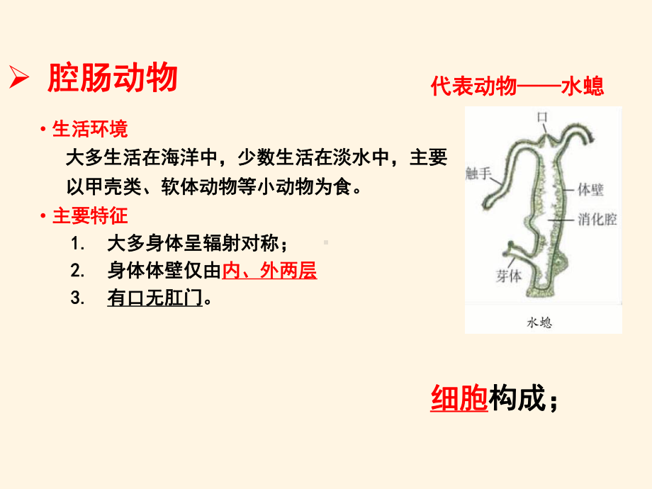 最新济南版七年级上册生物课件-221-无脊椎动物的主要类群.pptx_第3页