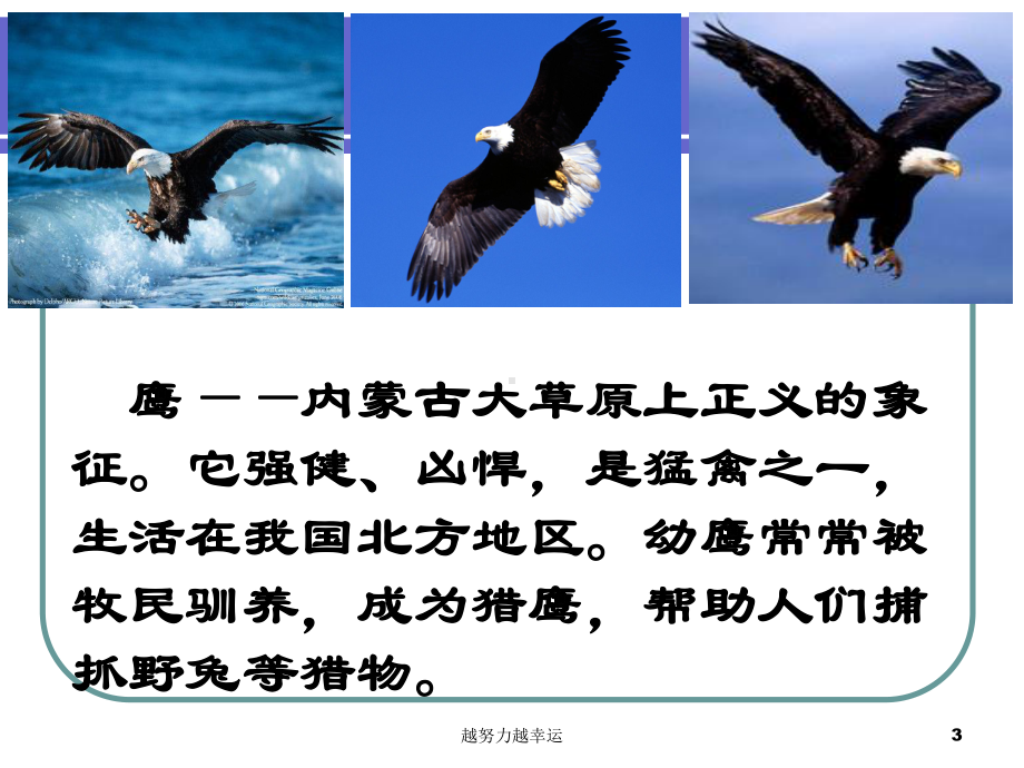 北师大版小学五年级语文上册第七单元公开课《成吉思汗和鹰》课件.ppt_第3页