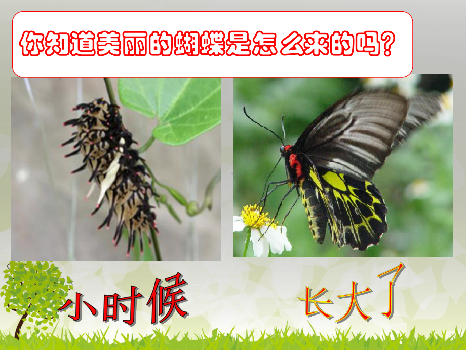 北师大版八年级上册生物：第3节-植物的生殖方式课件.ppt_第2页